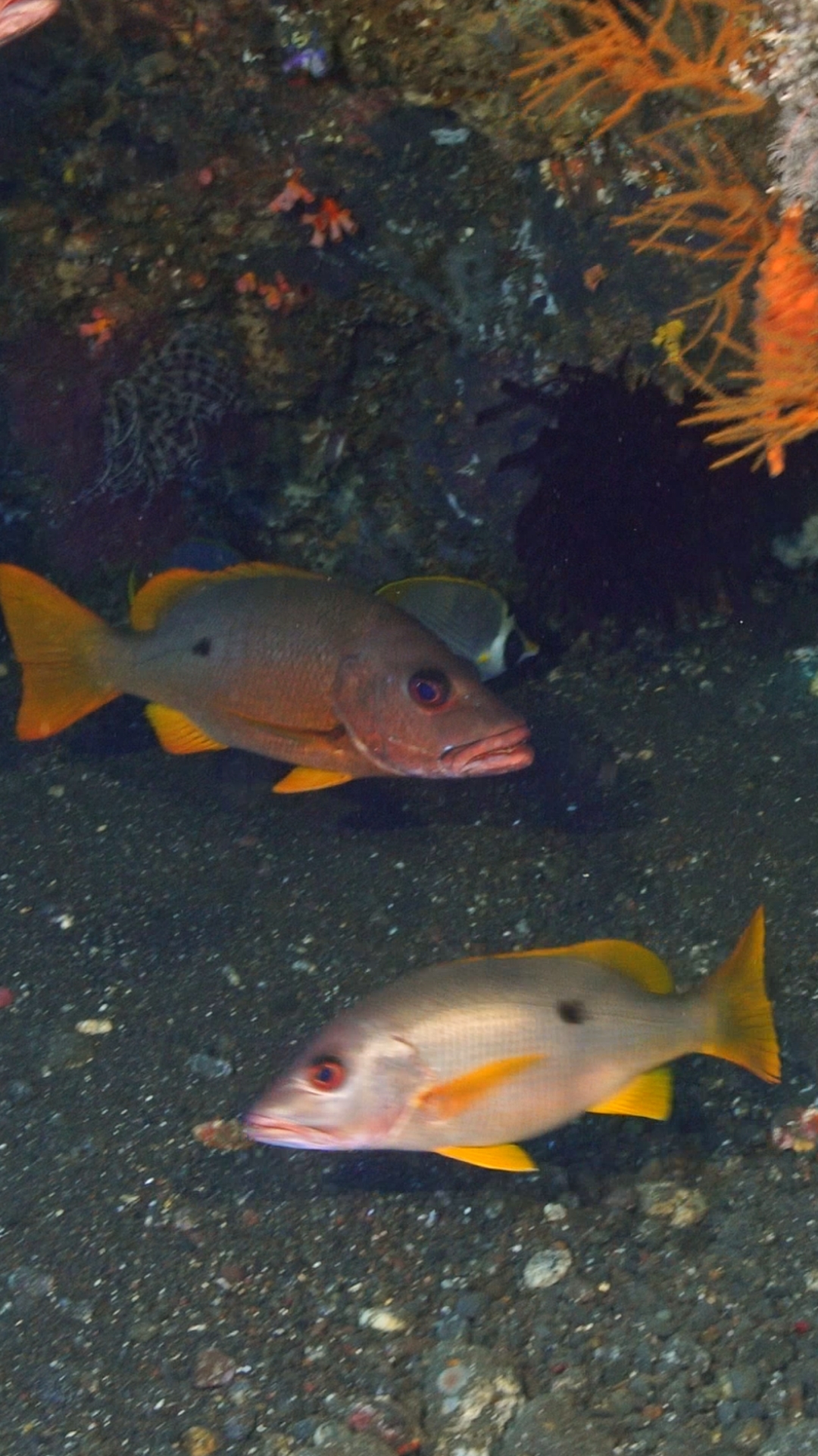 Snapper Liberty wreck Snapper Liberty wreck