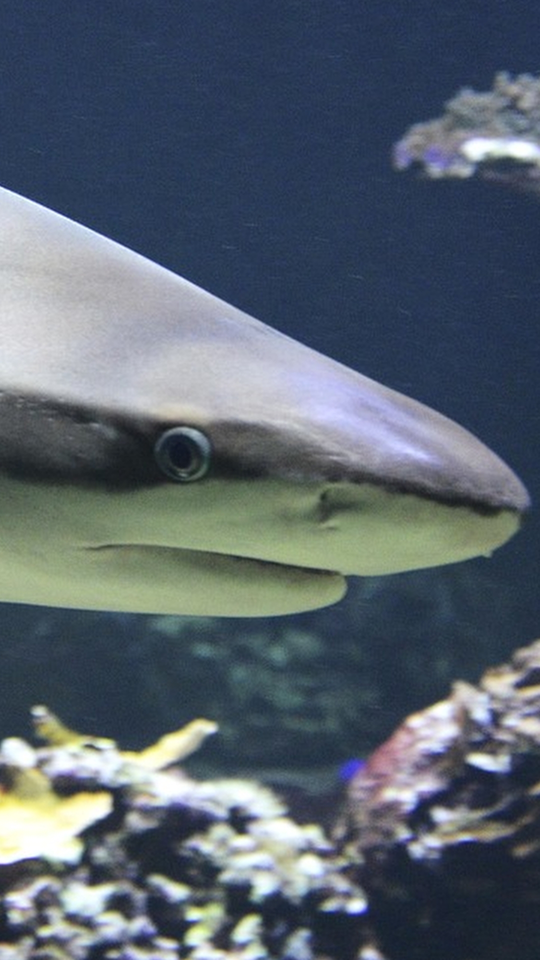 Shark diving