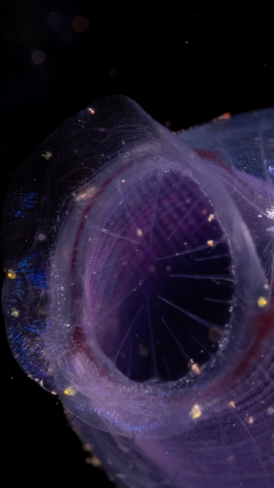 Tunicate in dive site Batu Belah in Tulamben BALI