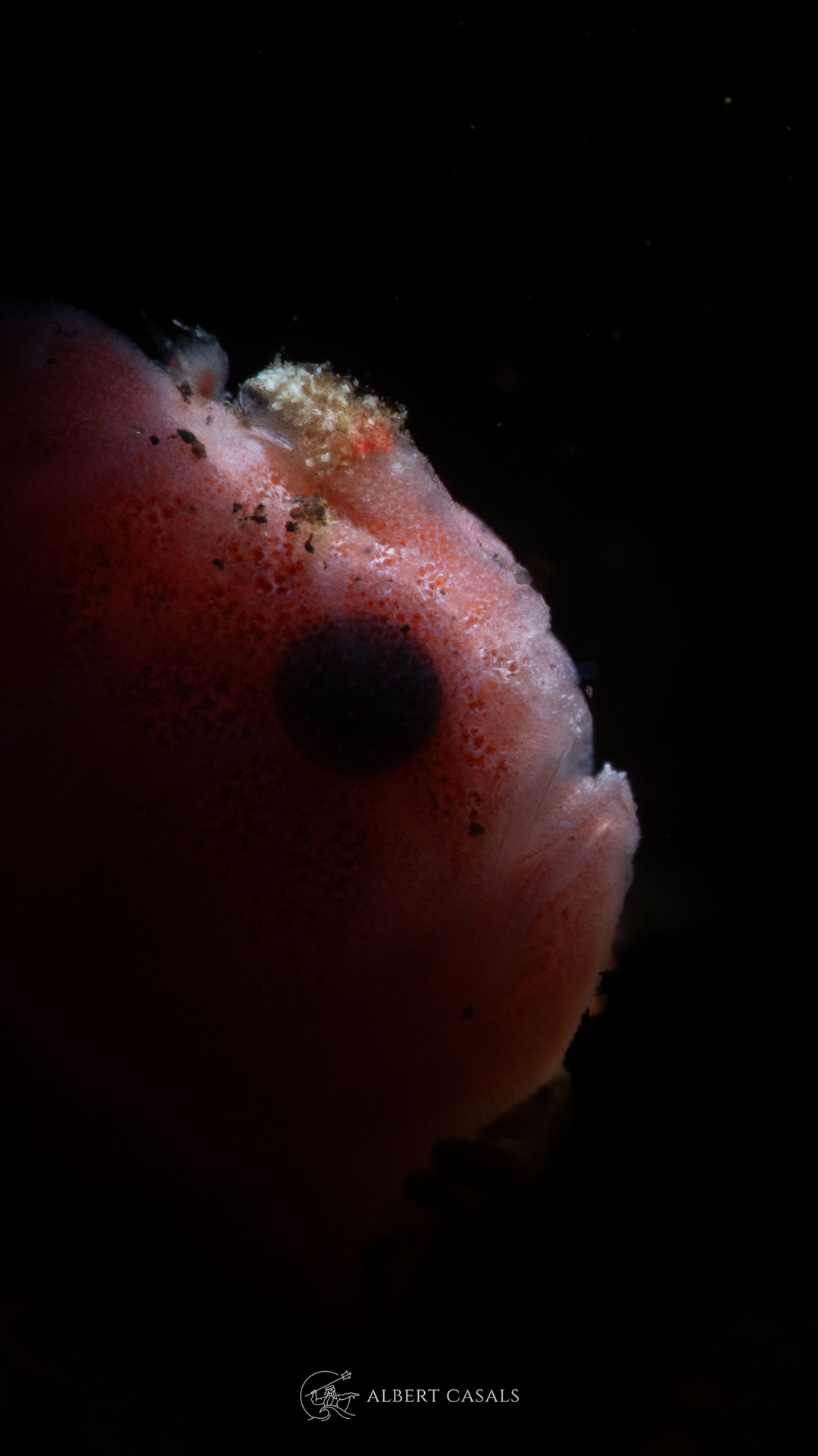 Juvenile frog fish in the dive site Amed Melasti