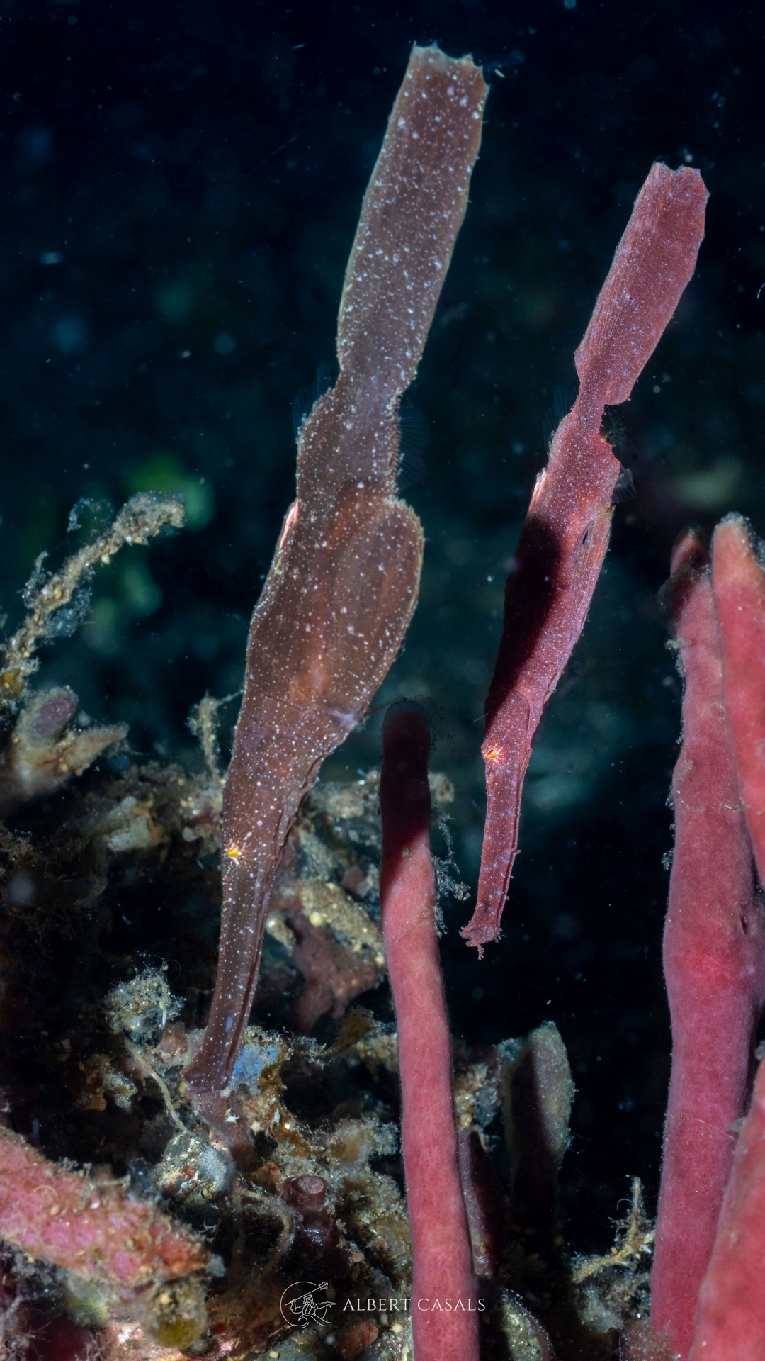 Velvet Ghost Pipe Fish in Dive Site Sidem in Tulamben Bali with WSD