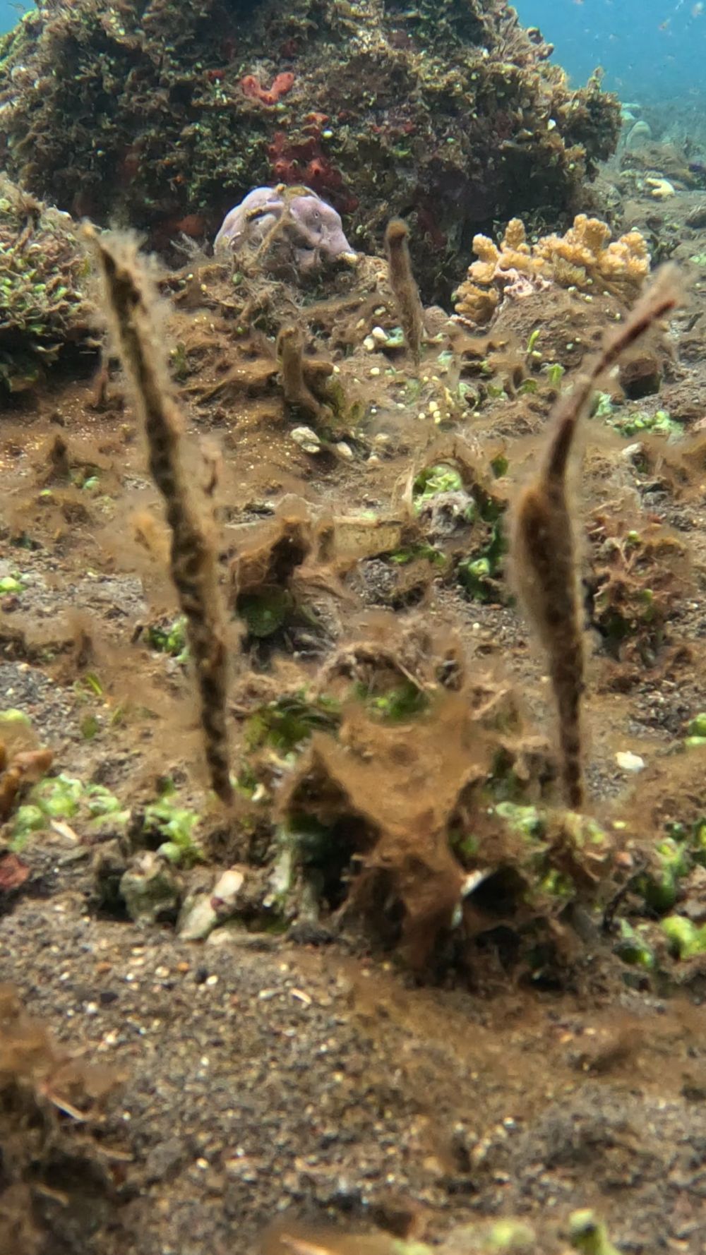 Macro Dive with us and admire Rough Snout Ghost Pipe Fish