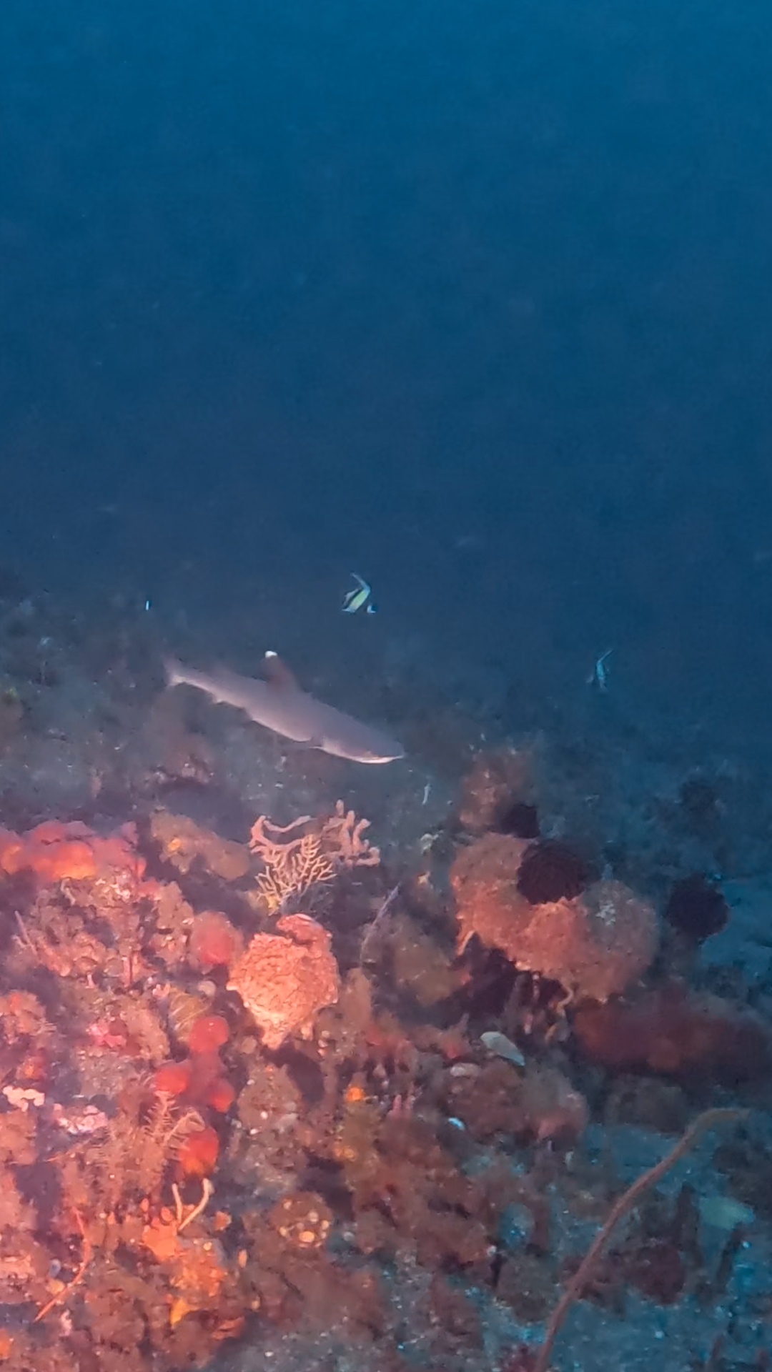 PADI Deep Specialty course to enjoy the world of silence safely with sharks
