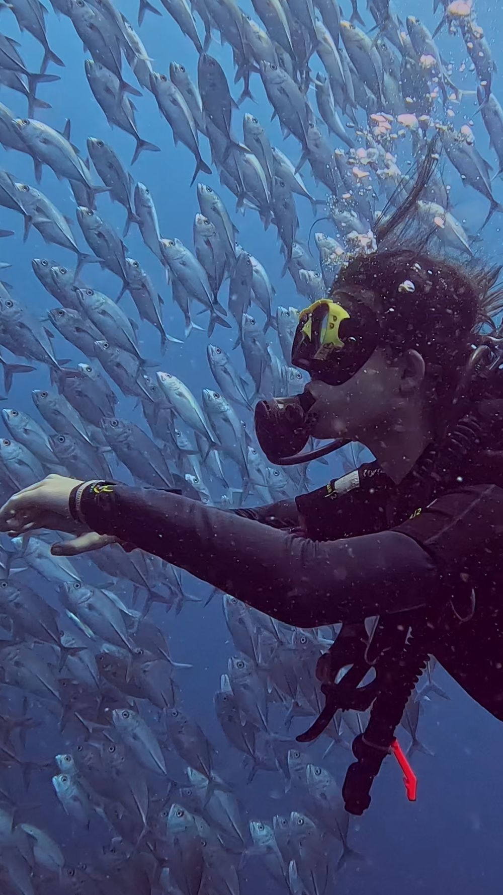 Hundreds of Bigeye Trevallies in Drop Off Tulamben BALI